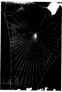 lsd spider web