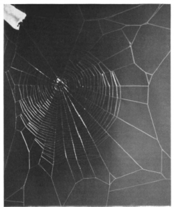 marijuana spider web